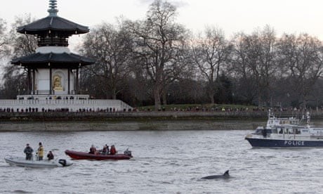 sos-baleines-uk1.jpg.crdownload