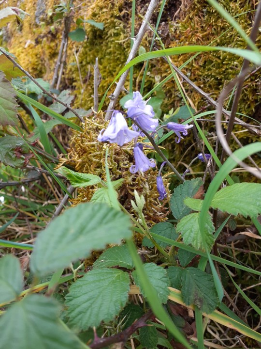 Lírio campestre. Foto original. 2021.04.02.jpg