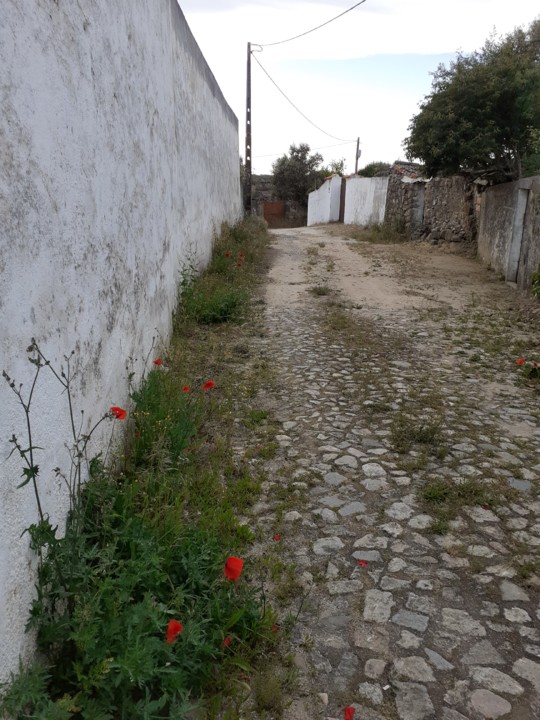 Azinhaga Atafona. Foto Original. 2021.05.22.jpg