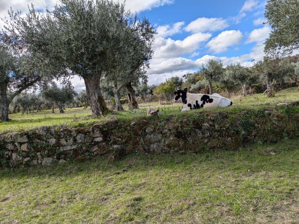 Imagem WhatsApp 2024-10-28 às 20.54.33_3c1979ea.j