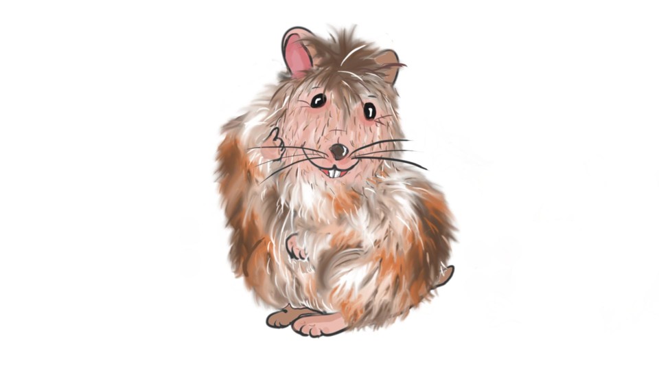 ratinho hamster1.jpg