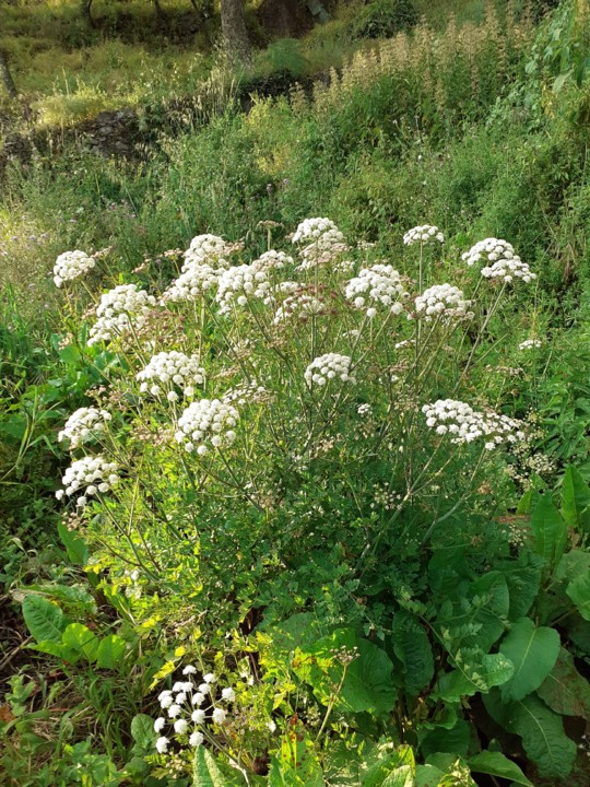 Umbelífera. Foto Original. 2021. 05. jpg