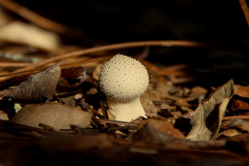 lycoperdon perlatum 1.jpg