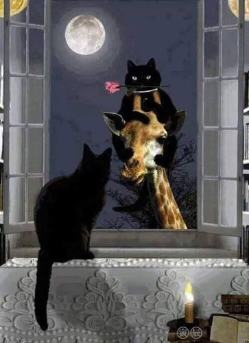 11009843_10206076601979360_5105549020262254143_n.j