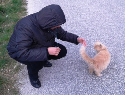 encontrei um gato.jpg