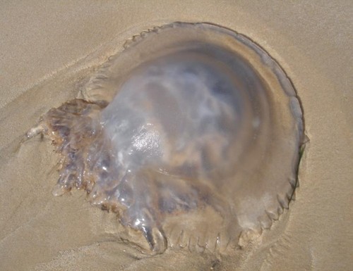 Uma água viva na praia...