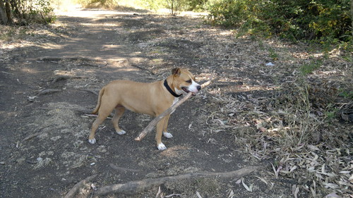 kaya 2 (2).jpg kaya 2 (2).jpg