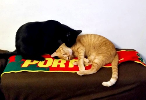 elbanhogato.jpg elbanhogato.jpg