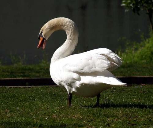 cisne3.jpg