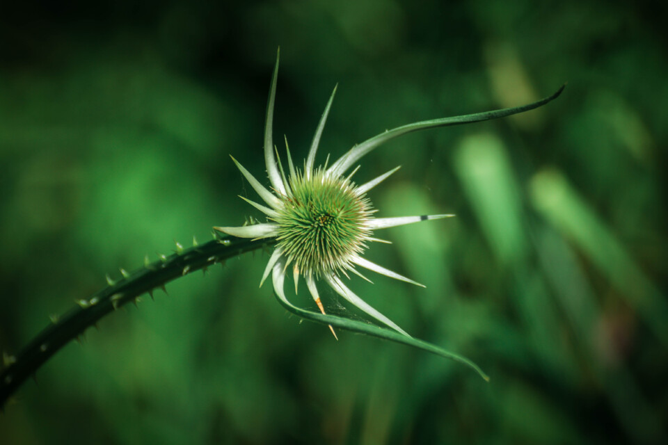 biodiversidade 7.jpg