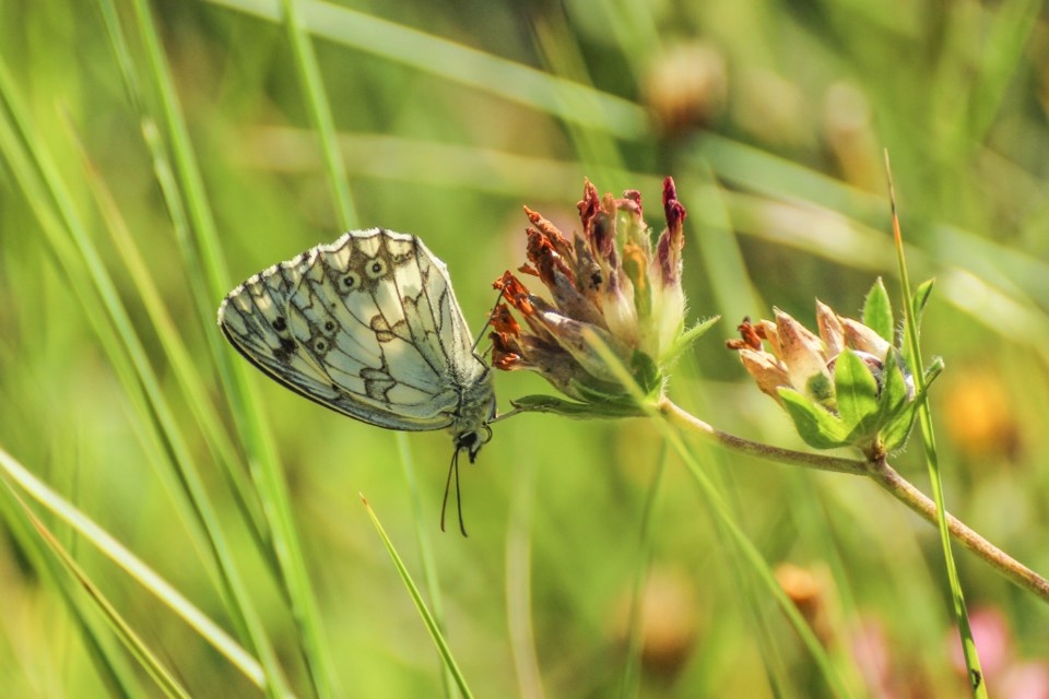 melanargia lachesis 2.jpg melanargia lachesis 2.jpg
