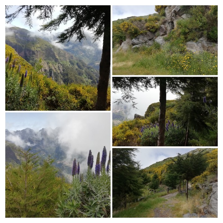 IMG_20210530_115204-COLLAGE.jpg IMG_20210530_115204-COLLAGE.jpg