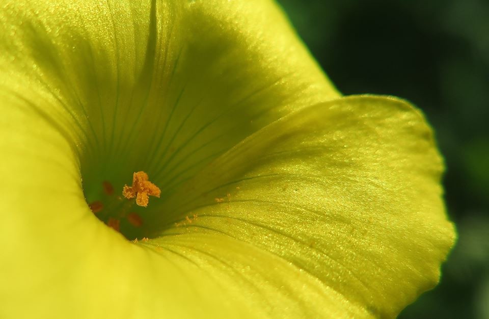 12670293_10153832692357808_5971073097331400141_n.j