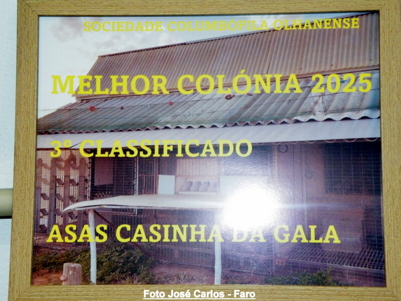 DSCF5007 - Cópia.JPG