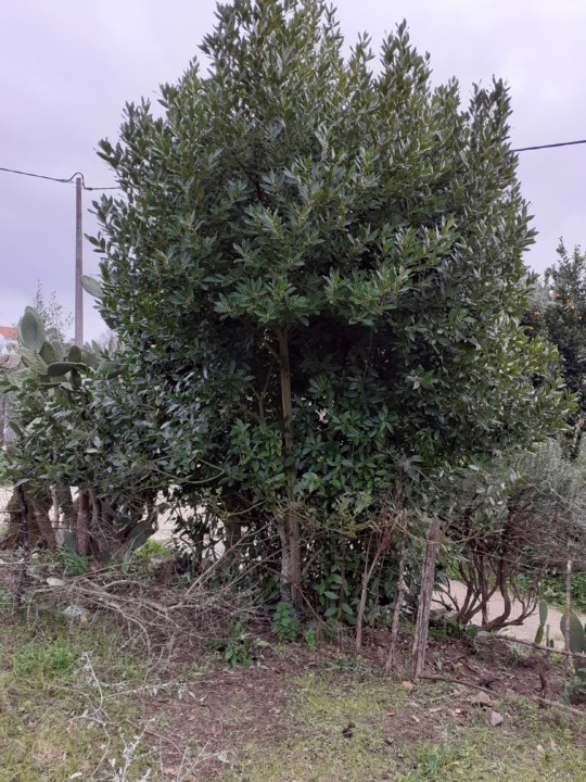 Loureiro. Foto original. 2021.02.19.jpg