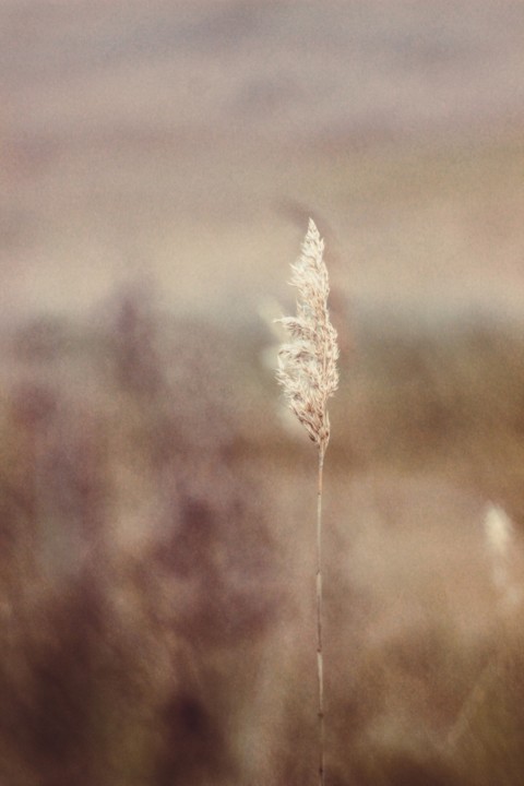 lagoa de obidos 12.jpg