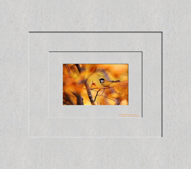 Escuta esta ave canora....jpg