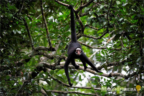 MACACO-ARANHA NA FLORESTA EM RONDÔNIA 