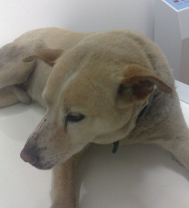 Vetsor 20-4-09 12h01.jpg