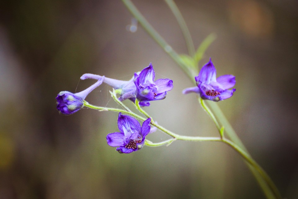 delphinium pentagynum 1.jpg