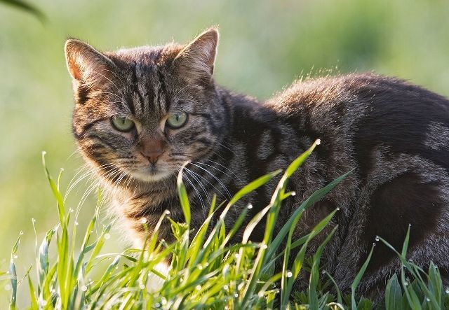 01-feral-cats-nationalgeographic_1152629.jpg 01-feral-cats-nationalgeographic_1152629.jpg