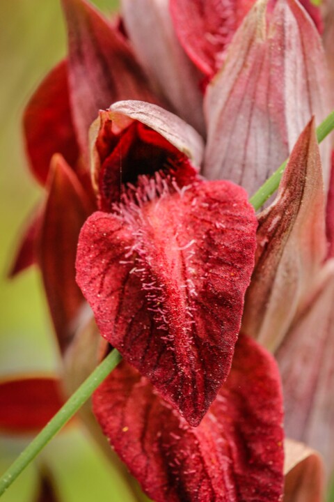 serapias cordigera 6.jpg