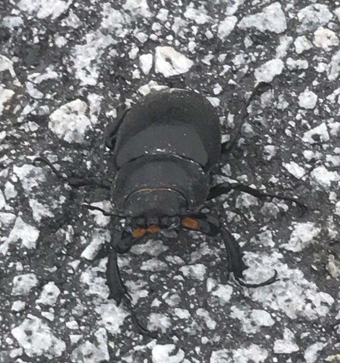 vaca loura.jpg vaca loura.jpg