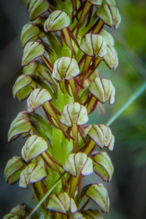 aceras anthropophorum 7.jpg