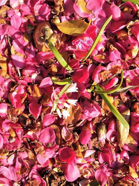 NãoMeCansoDisto_flores.JPG NãoMeCansoDisto_flores.JPG