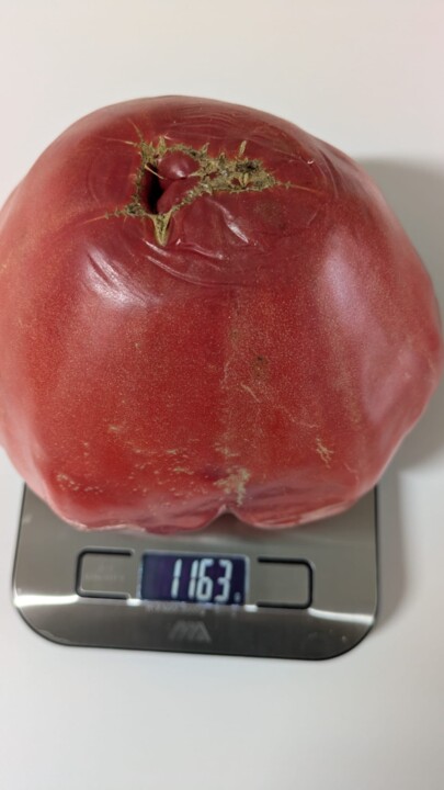 Imagem WhatsApp 2025-09-22 às 18.34.53_a565a083.j