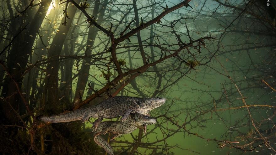 Wildlife Photographer of the Year.jpg