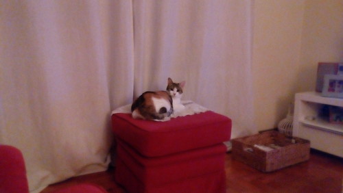 IMG_20161027_235232.jpg IMG_20161027_235232.jpg