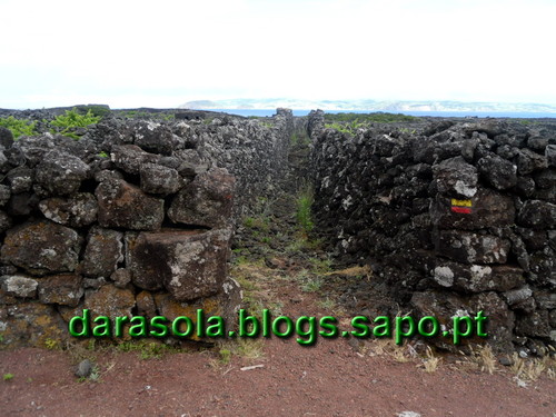 azores_pico_criacao_velha_19.JPG