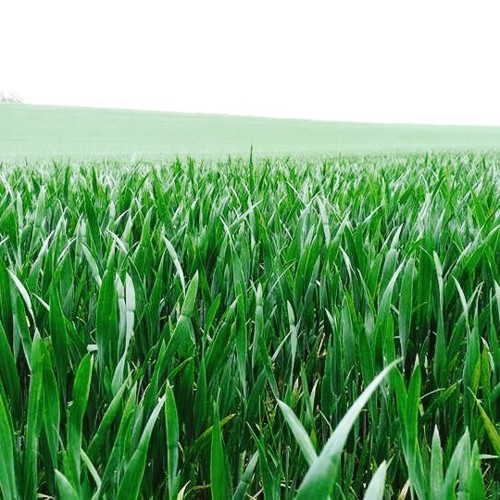 18581942_1450087135013048_4973436001104231107_n.jp