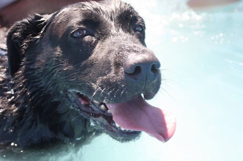 13726593_1130826780297493_7402103248268193761_n.jp