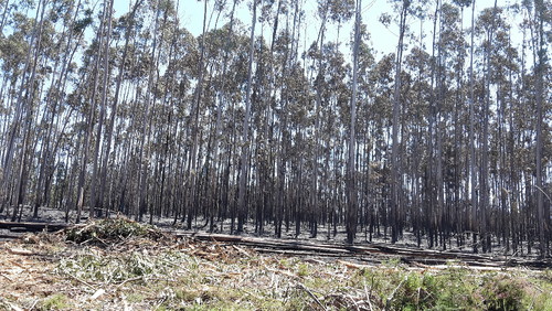 Valongo incêndio Salgueiro 2.jpg