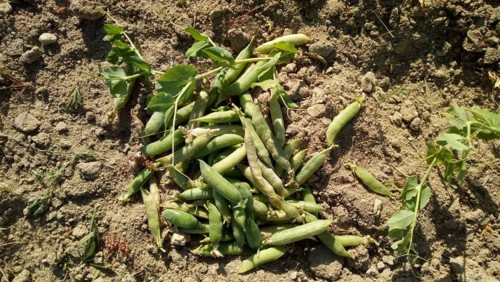 32507967_1811778815549974_6204418174213947392_n.jp