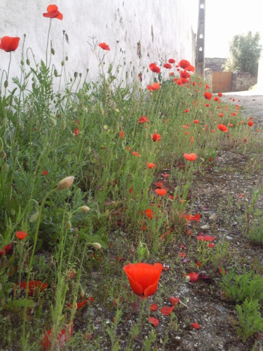 Papoilas. 2017 Aldeia. Foto original DAPL. jpg