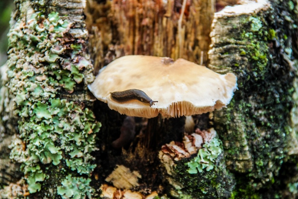 cogumelos montachique 17.jpg