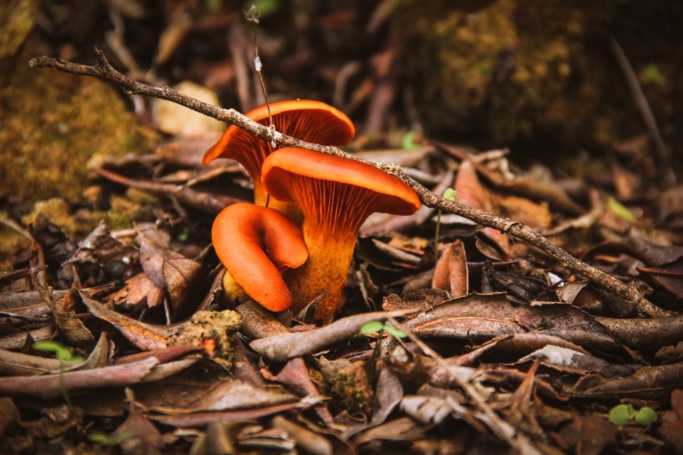 cogumelos montachique 2.jpg