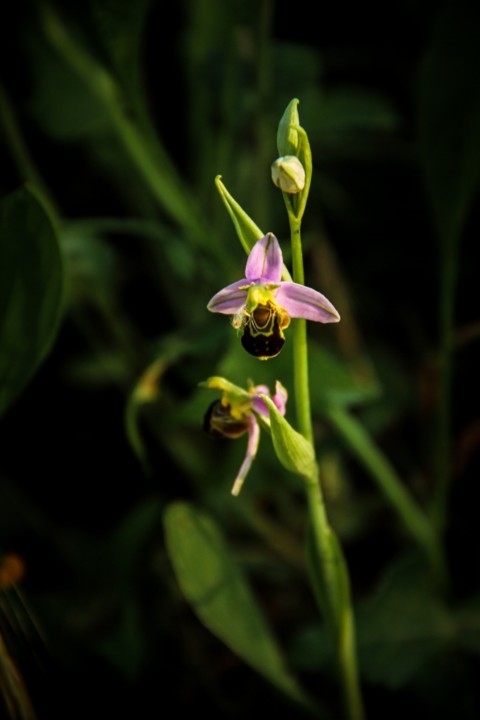 Orquídea Erva-abelha («Ophrys apifera») - Arca de Darwin