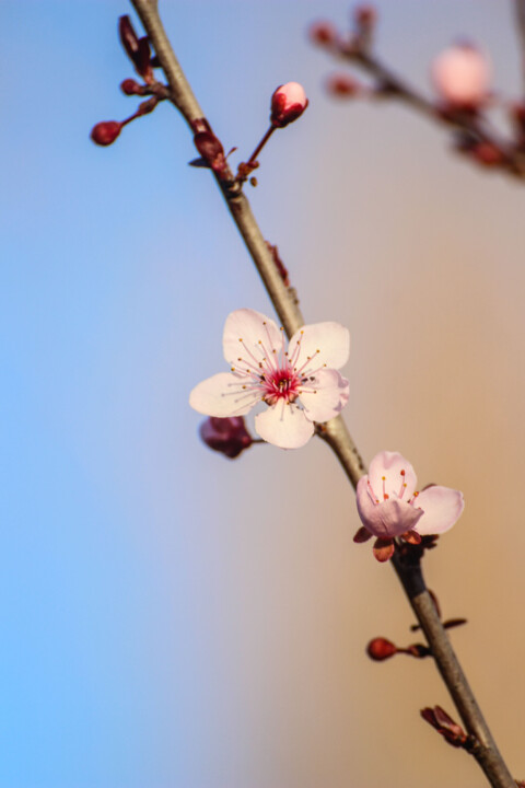 ameixeira-de-jardim 9.jpg