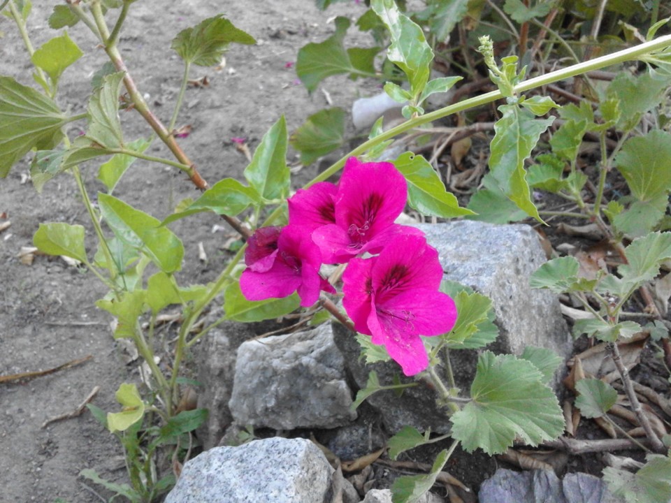 Malva Rosa. 2019. 05. jpg