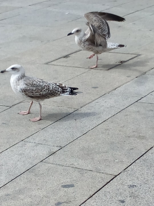 Nao_me_canso_disto_gaivotas em terra1.jpg