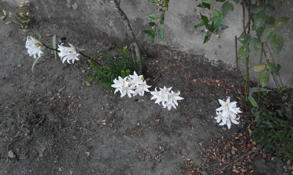 Despedidas de Verão. Foto original. 2020. 09. jpg