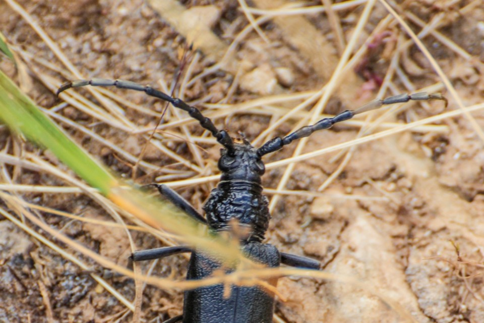 cerambyx cerdo 2.jpg