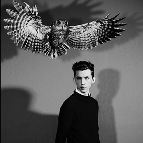 troye_owl_n.jpg troye_owl_n.jpg