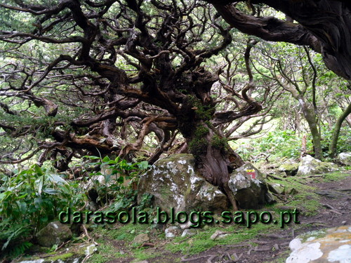 Azores_flores_faja_grande_16.JPG