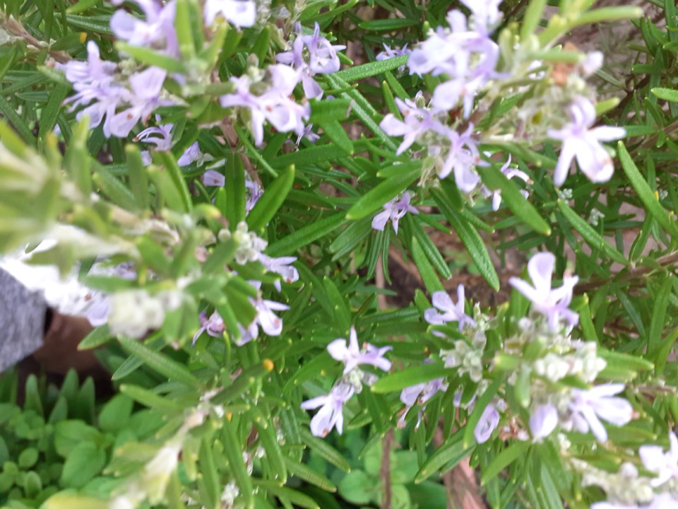 Alecrim florido. Foto Original. 2021.09.20.jpg