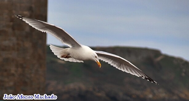 GAIVOTA-ARGÊNTEA.JPG